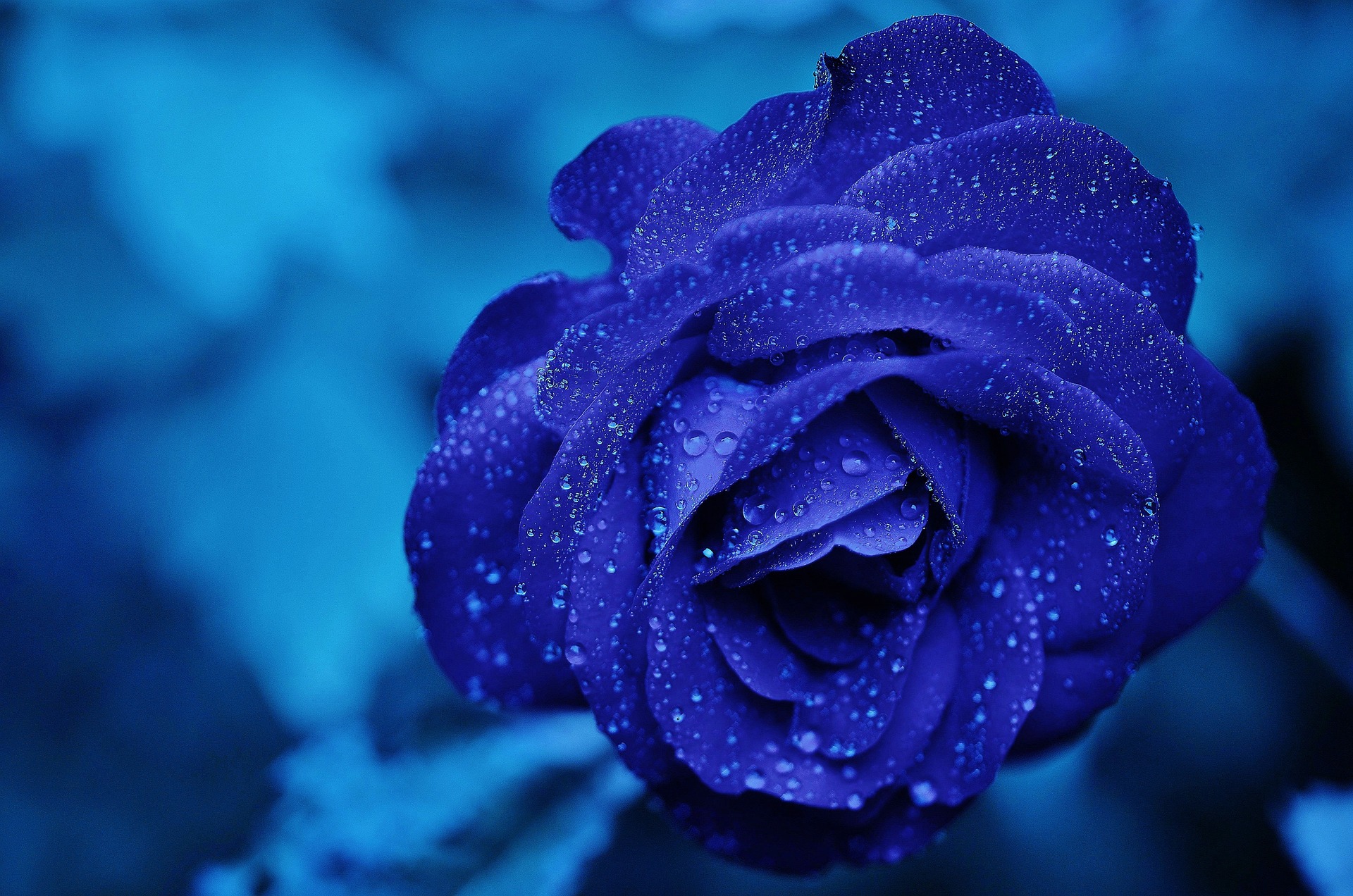 Rose Bleue